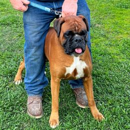 Diesel - Boxer