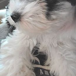 Miniature Schnauzers from Trinity Schnauzers