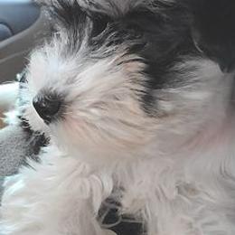 Miniature Schnauzers from Trinity Schnauzers