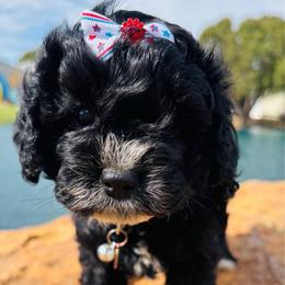 Eleanor - Black and white female Cavapoo puppy in Kingfisher, Oklahoma from Perdue Puppies