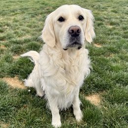 Uki - Golden Retriever