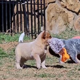 Jack - Red mottled male Australian Cattle Dog puppy in Weatherford, Texas from Carben Copy