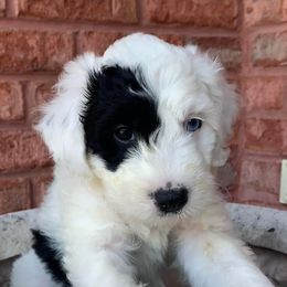 Sheepadoodle Puppies from Narrow Path Puppies