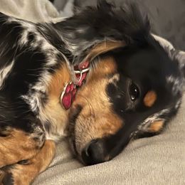 Jasmine - Dachshund