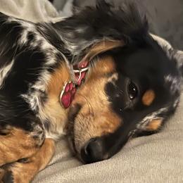 Jasmine - Dachshund