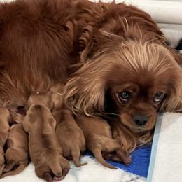 Puppy Girl - Ruby female Cavalier King Charles Spaniel puppy in Fair Haven, New Jersey from Lauren Blades