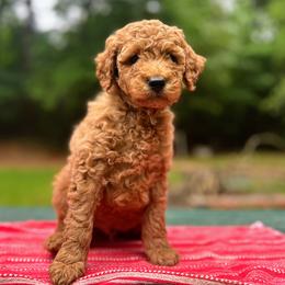 Radagast - Red  male Goldendoodle puppy in Pittsburg, Texas from Grace Springs Goldendoodles