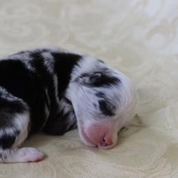 Miniature American Shepherd Puppies from AKC Emerald Minis