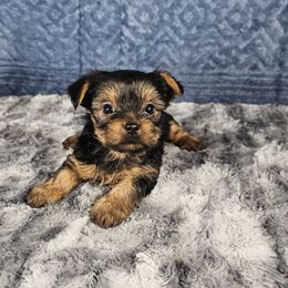 Pup 3 - Black and tan male Yorkshire Terrier puppy in Polk City, Florida from Yorkies by Casey