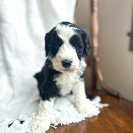 True Love - female Australian Mountain Doodle puppy in Iowa from Burkhart Family Puppies