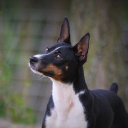 Jace - Rat Terrier