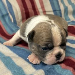 Spanky - Blue male Boston Terrier puppy in Corning, California from SB Bostons / Raksha Malinois