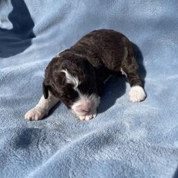 Chocolate and white boy - Brown and white male Aussiedoodle puppy in Hillsboro, Illinois from Shoal Creek Puppies