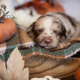 Kindred - Red merle male Aussiedoodle puppy in Roebuck, South Carolina from Dani's Dandy Doodles