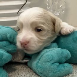 Chase - Fawn male Havanese puppy in Semmes, Alabama from Hayden's Havanese
