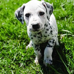 Dalmatian Puppies from Cookie & Cream Dalmatians