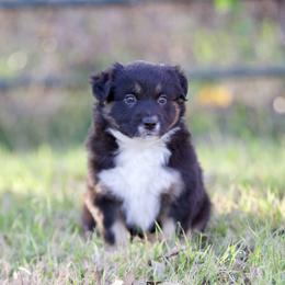 Hunter - Black tri male Miniature American Shepherd puppy in Stephenville, Texas from Diamond H Aussies