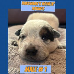 Australian Cattle Dog puppies from Hardiman’s Howlin’ Hounds