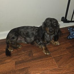 Scooter - Dachshund