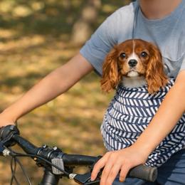 Emma - Cavalier King Charles Spaniel