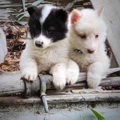 Native American Indian Dog Puppies from Night Eyes NAIDs:Native American Indian Dog Preservation Project