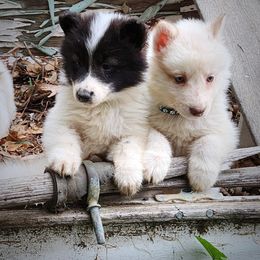 Native American Indian Dog Puppies from Night Eyes NAIDs:Native American Indian Dog Preservation Project