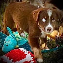 Braum - Red tri-color male Australian Shepherd puppy in Tucson, Arizona from TTTNT Aussies