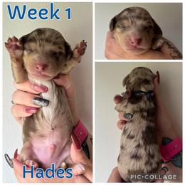 Hades - Dapple male Dachshund puppy in Michigan from M.H.P Dachshunds