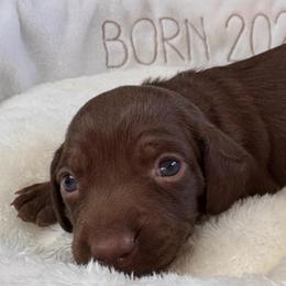 Brownie - Chocolate and tan female Dachshund puppy in Wallingford, Kentucky from Hensley Homestead Dachshunds