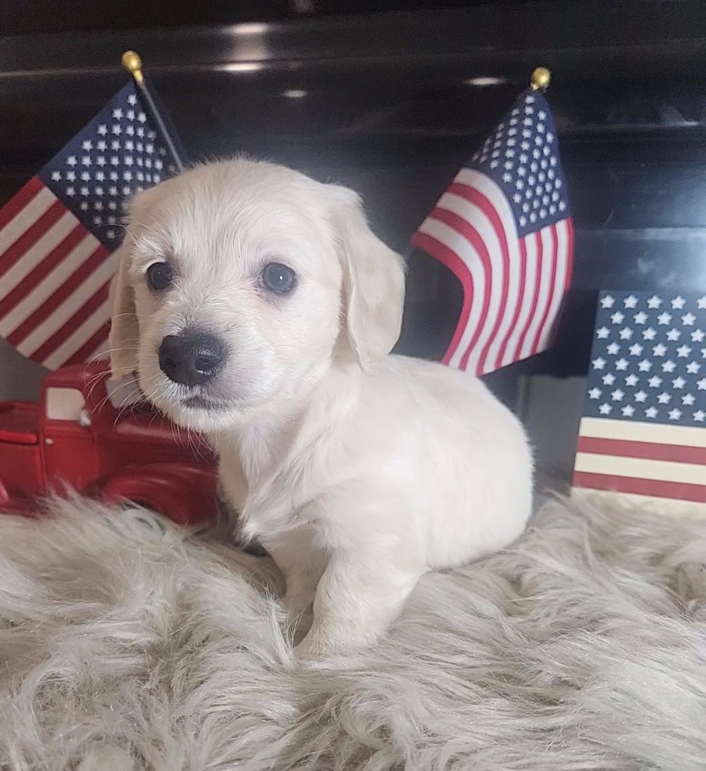 Dachshund Puppies from Katie Light