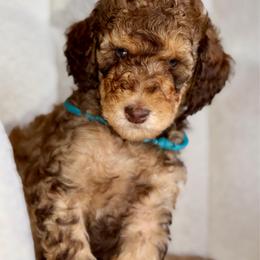 Scooby - Phantom male Goldendoodle puppy in Twin Falls, Idaho from Burrow & Bone