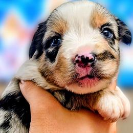 Perry - Blue merle male Miniature Australian Shepherd puppy in Punta Gorda, Florida from Christie's Creekside Aussies