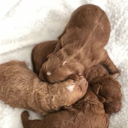 "f1 minis " Goldendoodle Puppies from Jessie’s Doodles