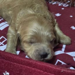 Dasher - Red  female Goldendoodle puppy in Home, Pennsylvania from Plum Creek Acres Next Generation