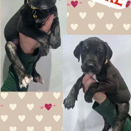 Desire - Black female Great Dane puppy in Wellsville, New York from Prophecy Danes
