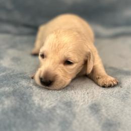 Marshmallow - Cream male Dachshund puppy in Memphis, Tennessee from River City Doxies