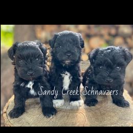 Miniature Schnauzers from Sandy Creek Schnauzers