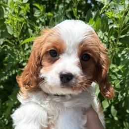 Camilla - Red female Cavapoo puppy in Tucson, Arizona from Adored Poodle & Doodles