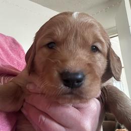 Mr Green - Dark golden male Golden Retriever puppy in Stratton, Colorado from Anam Cara Retrievers
