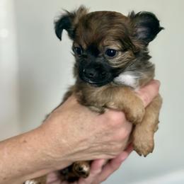 Miss Brown - Chocolate blue female Chihuahua puppy in Little Rock, Arkansas from Plum and Pom Kennel