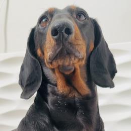 Dachshunds from Cameo Dachshunds