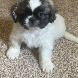 Pekingese Puppies from Millennium Falcon Kennels