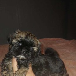Girl 1 - Shih Tzu puppy in Birmingham, Alabama from K&D kennels
