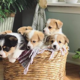Pembroke Welsh Corgi Puppies from Wiggle B Ranch Corgis