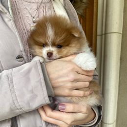 Oliver - Orange parti male Pomeranian puppy in Citrus Heights, California from Yev and Marina's Pomeranians (AKC)