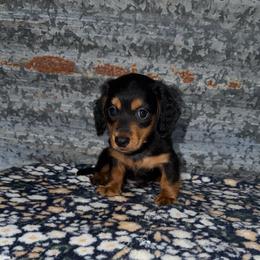 Boy 1 - Black and tan male Dachshund puppy in Liberty, Mississippi from Liberty Oaks Aussies and Dachshunds