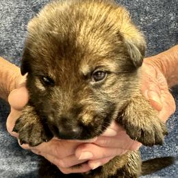 Boy 3 - male German Shepherd puppy in Sonora, California from Elite Haus K9