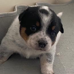 KM4 - Blue speckled male Australian Cattle Dog puppy in Libby, Montana from RnB Cattle Dogs LLC