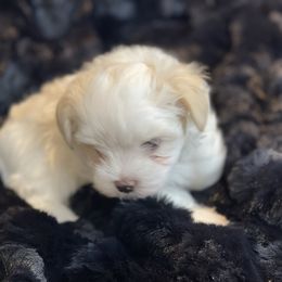 Atlas - White and tan male Morkie puppy in Bennettsville, South Carolina from Cottonwood Maltese