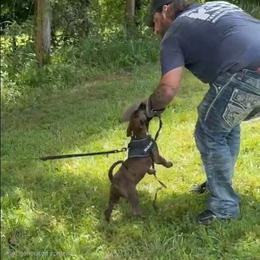 Gilly - Fawn female Belgian Malinois puppy in Fraziers Bottom, West Virginia from Loyal Hearts Farm / RK's Dobermans